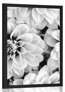 Poster flori de dalia în design alb-negru