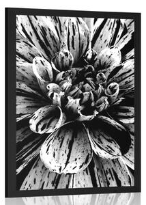 Poster dalie exotică în design alb-negru