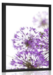 Poster flori violete de usturoi înfloritoare
