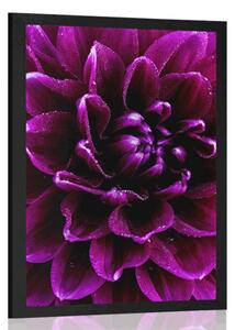 Poster floare purpuriu-violetă
