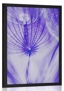 Poster păpădie în design violet
