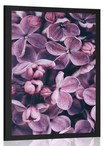 Poster flori violete de liliac