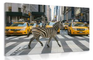 Tablou zebra în New York