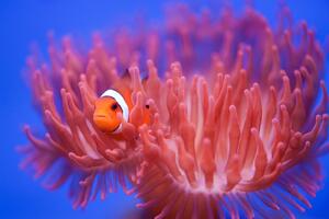 Fotografie de artă Finding Nemo, Wendy, (40 x 26.7 cm)