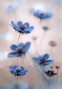 Fotografie Cosmos blue, Mandy Disher, (26.7 x 40 cm)