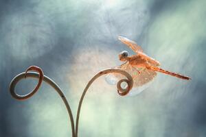Fotografie de artă Gold Dragonfly on Tendril, Abdul Gapur Dayak, (40 x 26.7 cm)