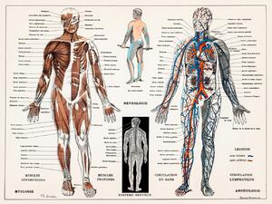 Ilustrație Antique Illustration of the Human Nervous & Muscular System, (40 x 30 cm)