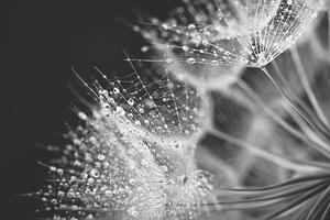 Fotografie Dandelion seed with water drops, Jasmina007, (40 x 26.7 cm)