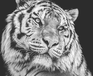 Fotografie Powerful high contrast black and white tiger face, Kagenmi, (40 x 26.7 cm)