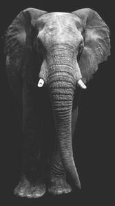 Fotografie de artă Isolated elephant standing looking at camera, Aida Servi, (26.7 x 40 cm)