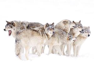 Fotografie de artă Timber wolf family, Jim Cumming, (40 x 26.7 cm)