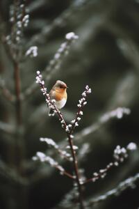 Fotografie Cute Robin, Treechild, (26.7 x 40 cm)