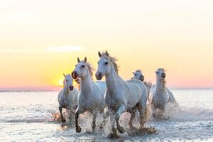 Fotografie Camargue white horses running in water at sunset, Peter Adams, (40 x 26.7 cm)