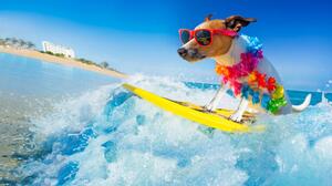 Fotografie dog surfing on a wave, damedeeso