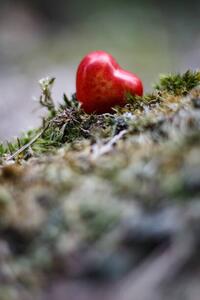 Fotografie de artă Heart figure in the forest - love concept, sanzios85, (26.7 x 40 cm)