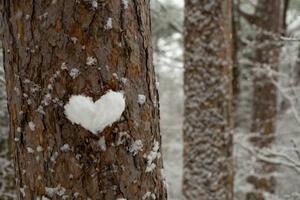 Fotografie de artă heart made of snow on a tree trunk, Tanya Stetcyuk, (40 x 26.7 cm)