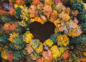 Fotografie de artă Heart Shape In Autumn Forest, borchee, (40 x 30 cm)