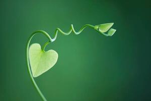 Fotografie de artă Delicate vine with heart shaped leaves, ZenShui/Michele Constantini, (40 x 26.7 cm)