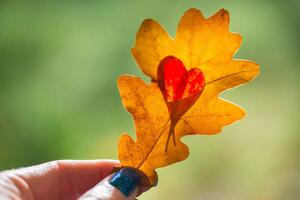 Fotografie de artă Autumn yellow leaf with cut heart in a hand, polya_olya, (40 x 26.7 cm)