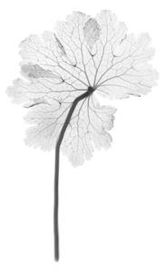 Fotografie de artă Cranesbill leaf, (Geranium sp.), X-ray, NICK VEASEY/SCIENCE PHOTO LIBRARY, (26.7 x 40 cm)