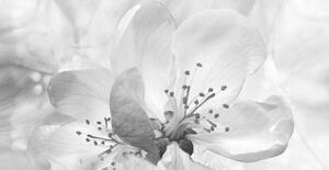 Fotografie de artă Roses flowers. Floral spring background. Close-up., Fnadya76, (40 x 20 cm)