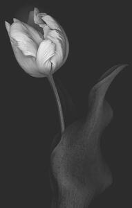 Fotografie de artă Monochrome multi-shaded Parrot Tulip, OGphoto, (26.7 x 40 cm)