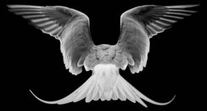 Fotografie de artă Common Tern,Close-up of dove flying against, J Uriarte / 500px, (40 x 26.7 cm)