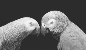 Fotografie de artă Two Beautiful Big Grey Parrot Closeup, Amit Chauhan, (40 x 22.5 cm)