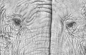 Fotografie de artă Close-up of two elephants standing face to face, juanluis_duran, (40 x 26.7 cm)