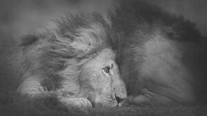 Fotografie de artă Beautiful Portrait of Two Male Lions, Vicki Jauron, Babylon and Beyond Photography, (40 x 22.5 cm)