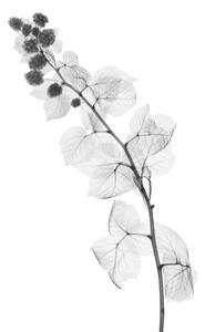 Fotografie de artă Blackberry plant, X-ray, NICK VEASEY/SCIENCE PHOTO LIBRARY, (26.7 x 40 cm)