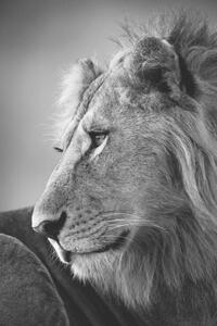 Fotografie de artă Mono close-up of male lion looking left, nicholas_dale, (26.7 x 40 cm)