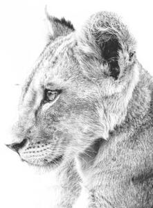 Fotografie de artă Grayscale shot of a cute lion, Wirestock, (40 x 26.7 cm)