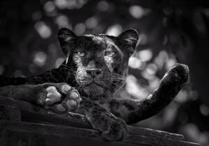 Fotografie de artă Panther or leopard are relaxing, undefined undefined, (40 x 26.7 cm)