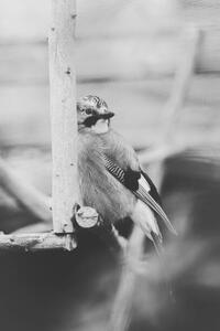 Fotografie de artă Birdie Photo,Close-up of jay perching on feeder, Iolu Marian Beniamin / 500px, (26.7 x 40 cm)