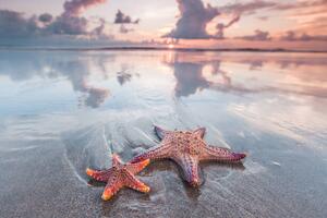 Fotografie Starfish on beach, IvanMikhaylov