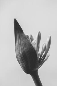 Fotografie de artă close up of agapanthus bud in bloom isolated, LaperladiLabuan, (26.7 x 40 cm)