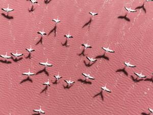 Fotografie de artă Drone image close to flamingos flying, Abstract Aerial Art, (40 x 30 cm)