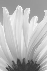 Fotografie de artă white chrysanthemum bw, uuoott, (26.7 x 40 cm)