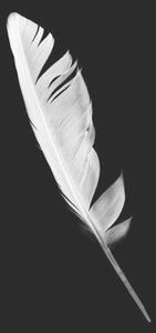 Fotografie de artă Beautiful white feather isolated on black, nadtytok, (26.7 x 40 cm)