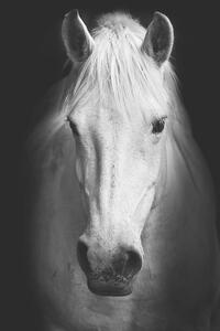 Fotografie de artă Portrait of a white horse., kasto80, (26.7 x 40 cm)