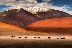 Fotografie de artă Wild yaks in Ladakh, India., Nabarun Bhattacharya, (40 x 26.7 cm)