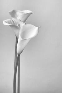 Fotografie de artă Calla lilies, Svetl, (26.7 x 40 cm)