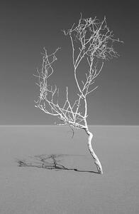 Fotografie de artă Art of nature, Sossuvlei, Namib desert, Mike Korostelev, (26.7 x 40 cm)