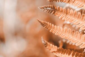 Fotografie de artă Fern leaf closeup, natural ferns pattern., Anna Skliarenko, (40 x 26.7 cm)