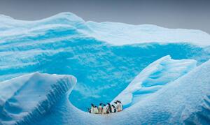 Fotografie de artă A group of Penguins stand atop, David Merron Photography, (40 x 24.6 cm)