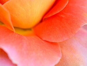 Fotografie de artă Colorful Rose Petal, Katie Plies, (40 x 30 cm)