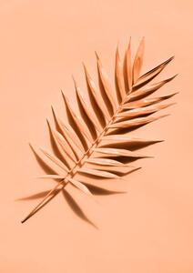 Fotografie de artă Palm leaf close up, lenta, (30 x 40 cm)