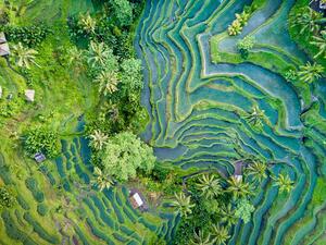 Fotografie de artă Aerial view of Rice Terrace in Bali Indonesia, Travelstoxphoto, (40 x 30 cm)