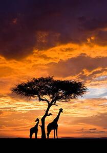 Fotografie de artă Silhoutted Giraffe with acacia tree at sunset, Darrell Gulin, (26.7 x 40 cm)